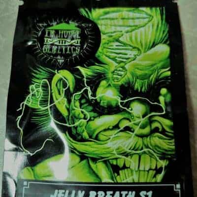In_House_Genetics_Jelly_Breath_S1_Luscious_Genetics_Front
