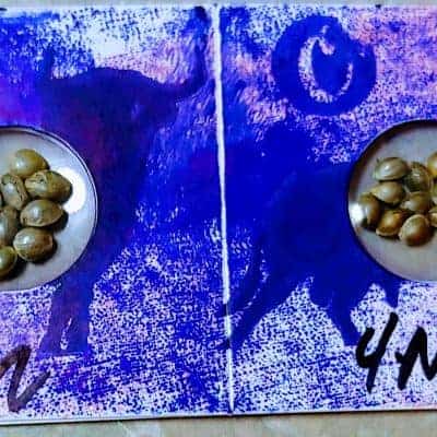 Luscious_Genetics_Dying_Breed_Seeds_Spannabis_2018_Front