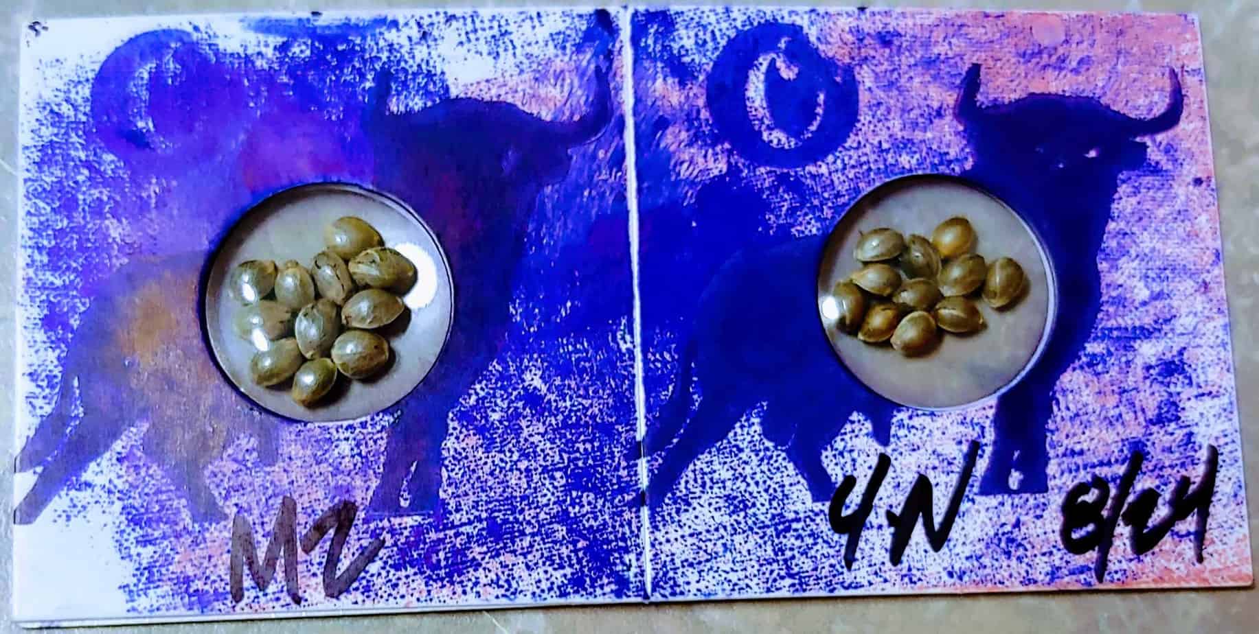 Luscious_Genetics_Dying_Breed_Seeds_Spannabis_2018_Front