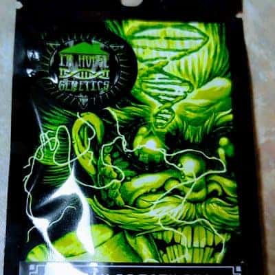 InHouseGenetics_JellyBreathBX1_Luscious_Genetics_Front