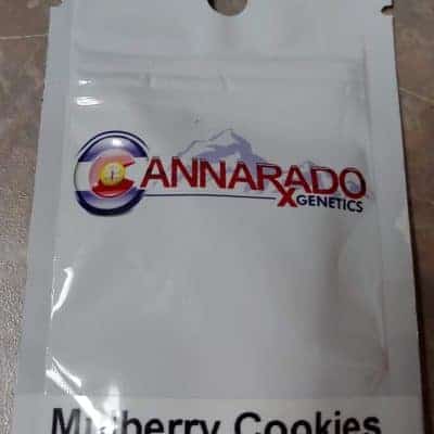 CannaradoGenetics_MulberryCookies_Front_Luscious_Genetics