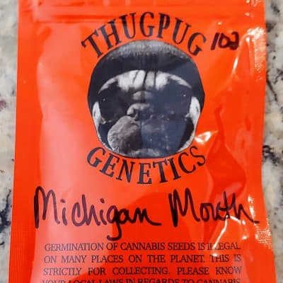 THUG_PUG_GENETICS_MICHIGAN_MOUTH_LUSCIOUS_GENETICS