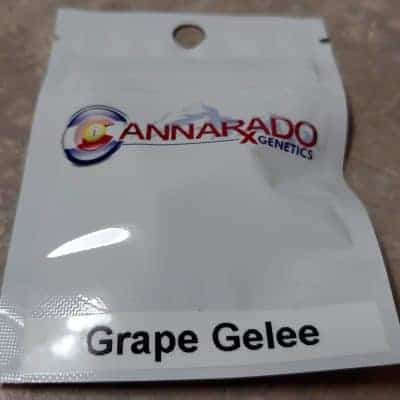 Cannarado_Genetics_Grape_Gelee_Front_Luscious_Genetics