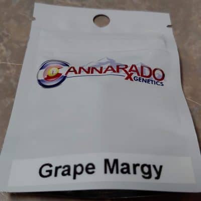 Cannarado_Genetics_Grape_Margy_Front_Luscious_Genetics