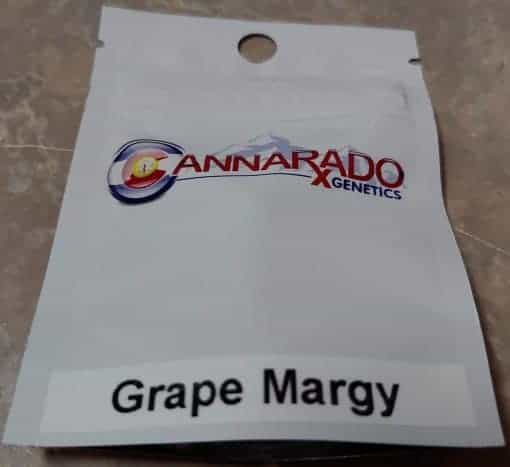Cannarado_Genetics_Grape_Margy_Front_Luscious_Genetics