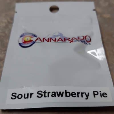 Cannarado_Genetics_Sour_Strawberry_Pie_Front_Luscious_Genetics