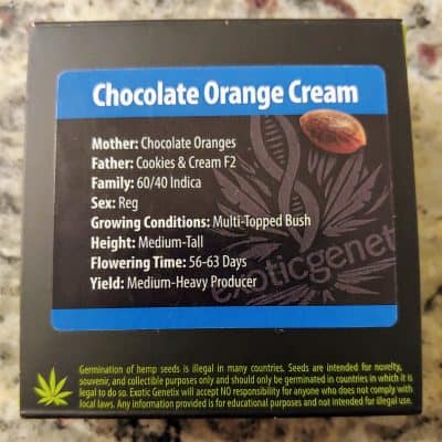 EXOTIC_GENETIX_CHOCOLATE_ORANGE_CREAM_LUSCIOUS_GENETICS