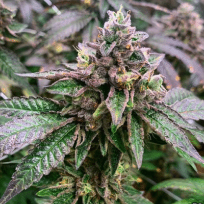 EXOTIC_GENETIX_SCOOPS_REGULAR_FLOWER_1_LUSCIOUS_GENETICS