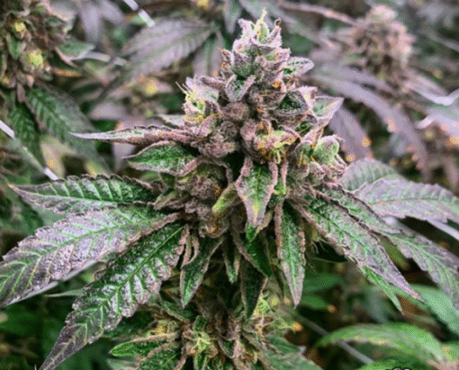 EXOTIC_GENETIX_SCOOPS_REGULAR_FLOWER_1_LUSCIOUS_GENETICS
