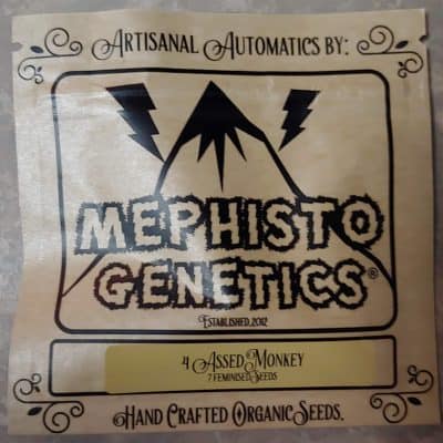 MEPHISTO_GENETICS_4_ASSED_MONKEY_LUSCIOUS_GENETICS_FRONT