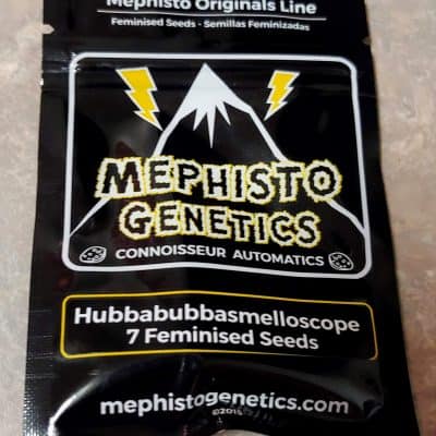 MEPHISTO_GENETICS_HUBBABUBBASMELLOSCOPE_LUSCIOUS_GENETICS_FRONT