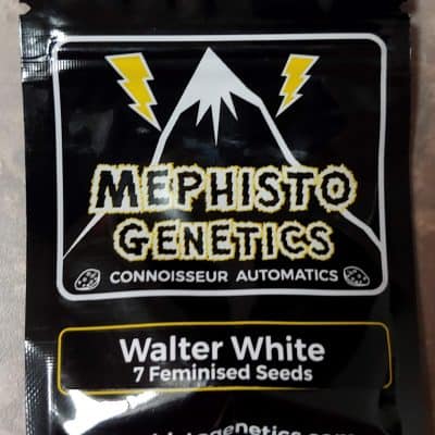 MEPHISTO_GENETICS_WALTER_WHITE_LUSCIOUS_GENETICS_FRONT