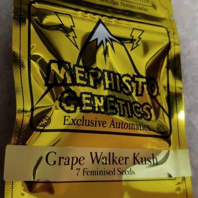 MEPHISTO_GENETICS_GRAPE_WALKER_KUSH_LUSCIOUS_GENETICS_FRONT