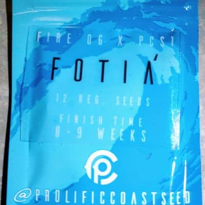 PROLIFIC_COAST_SEEDS_FOTIA_LUSCIOUS_GENETICS