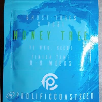 PROLIFIC_COAST_SEEDS_HONEY_TREE_LUSCIOUS_GENETICS