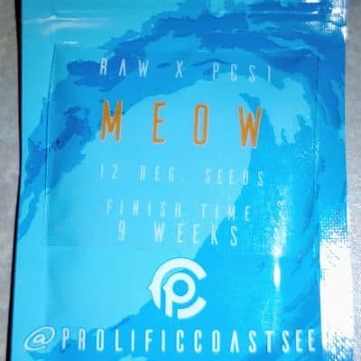 PROLIFIC_COAST_SEEDS_MEOW_LUSCIOUS_GENETICS