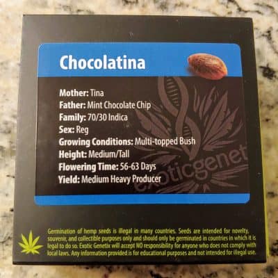 EXOTIC_GENETIX_CHOCOLATINA_LUSCIOUS_GENETICS