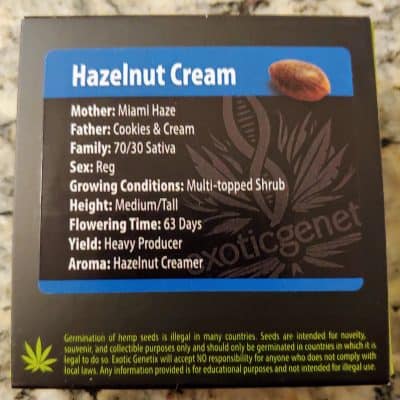 EXOTIC_GENETIX_HAZELNUT_CREAM_LUSCIOUS_GENETICS