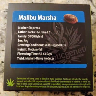EXOTIC_GENETIX_MALIBU_MARSHA_LUSCIOUS_GENETICS