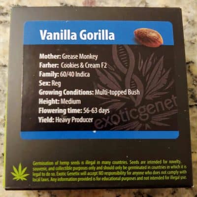 EXOTIC_GENETIX_VANILLA_GORILLA_LUSCIOUS_GENETICS