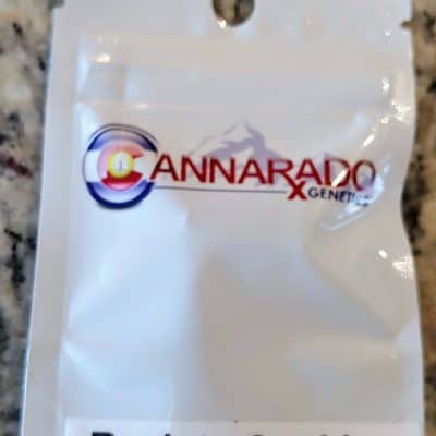 CANNARADO_GENETICS_BACK_TO_COOKIES_LUSCIOUS_GENETICS