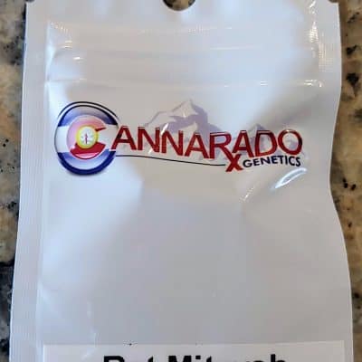 CANNARADO_GENETICS_BAT_MITZVAH_LUSCIOUS_GENETICS