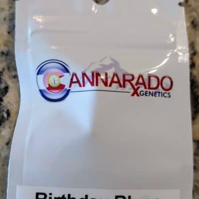CANNARADO_GENETICS_BIRTHDAY_BLUES_LUSCIOUS_GENETICS