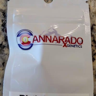 CANNARADO_GENETICS_BIRTHDAY_FUNK_LUSCIOUS_GENETICS