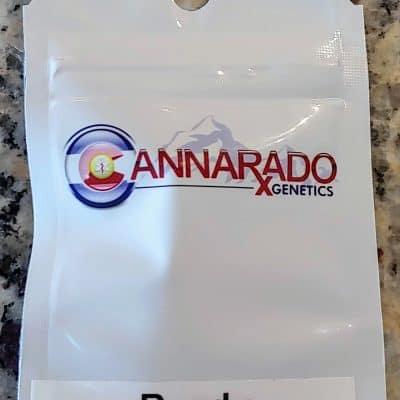 CANNARADO_GENETICS_BUNDY_LUSCIOUS_GENETICS