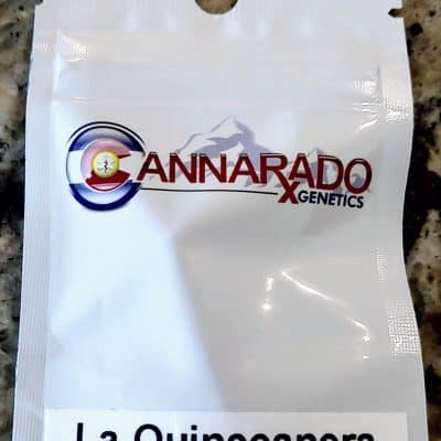 CANNARADO_GENETICS_LA_QUINCEANERA_LUSCIOUS_GENETICS