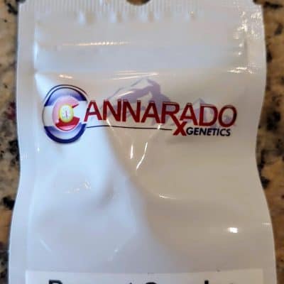 CANNARADO_GENETICS_PEANUT_SUNDAE_LUSCIOUS_GENETICS