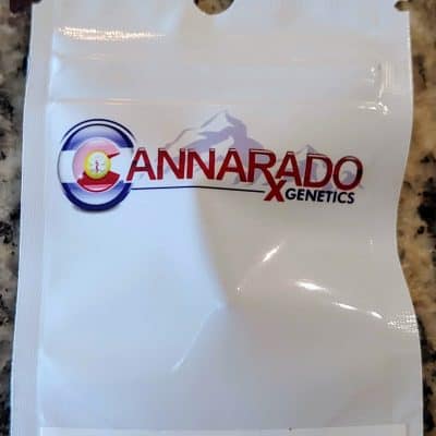 CANNARADO_GENETICS_SOCKS_LUSCIOUS_GENETICS