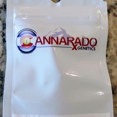 CANNARADO_GENETICS_SPECIAL_OCCASION_LUSCIOUS_GENETICS