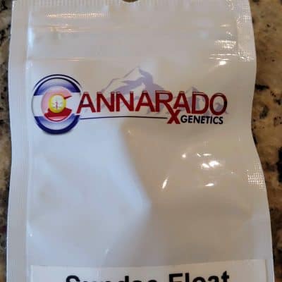 CANNARADO_GENETICS_SUNDAE_FLOAT_LUSCIOUS_GENETICS
