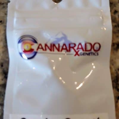 CANNARADO_GENETICS_SUNDAE_SUNSET_LUSCIOUS_GENETICS
