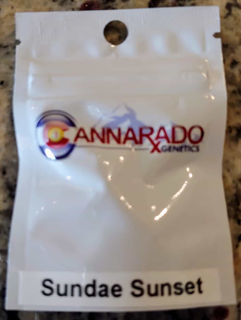 CANNARADO_GENETICS_SUNDAE_SUNSET_LUSCIOUS_GENETICS