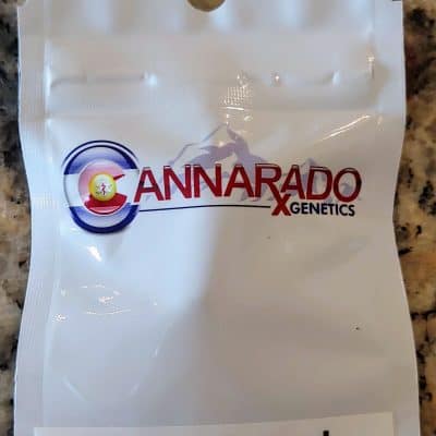 CANNARADO_GENETICS_SWEETBREAD_LUSCIOUS_GENETICS