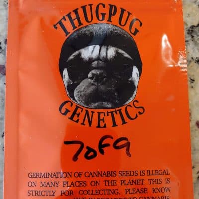 THUGPUG_GENETICS_7_OF_9_LUSCIOUS_GENETICS
