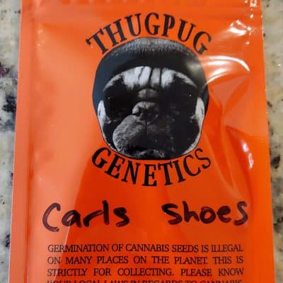 THUGPUG_GENETICS_CARLS_SHOES_LUSCIOUS_GENETICS