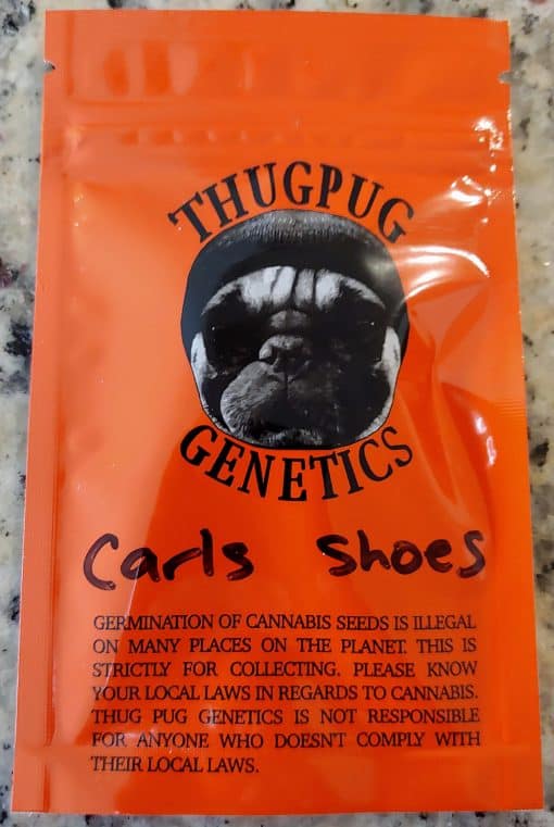 THUGPUG_GENETICS_CARLS_SHOES_LUSCIOUS_GENETICS