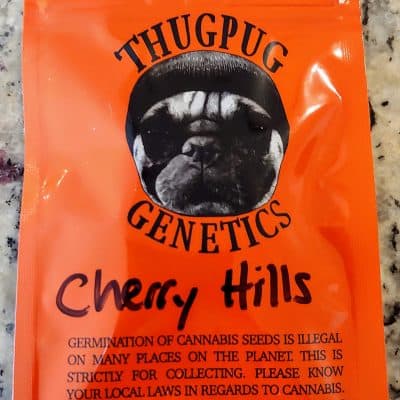 THUGPUG_GENETICS_CHERRY_HILLS_LUSCIOUS_GENETICS