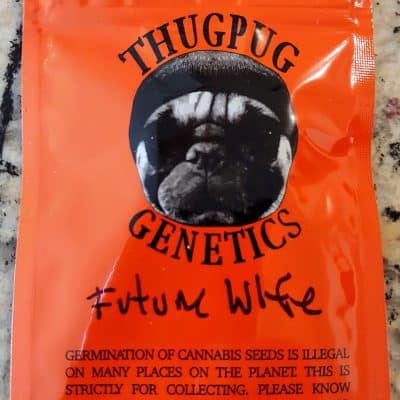 THUGPUG_GENETICS_FUTURE_WIFE_LUSCIOUS_GENETICS