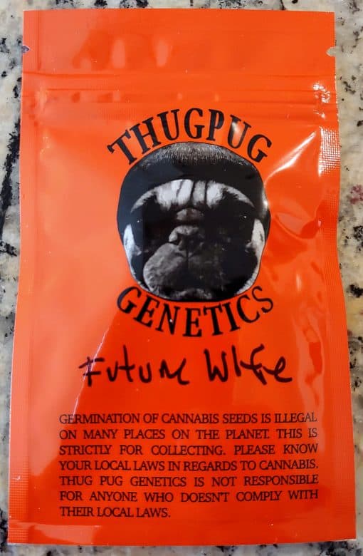 THUGPUG_GENETICS_FUTURE_WIFE_LUSCIOUS_GENETICS