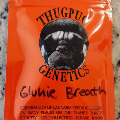 THUGPUG_GENETICS_GLUKIE_BREATH_LUSCIOUS_GENETICS