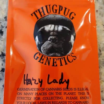 THUGPUG_GENETICS_HAZY_LADY_LUSCIOUS_GENETICS