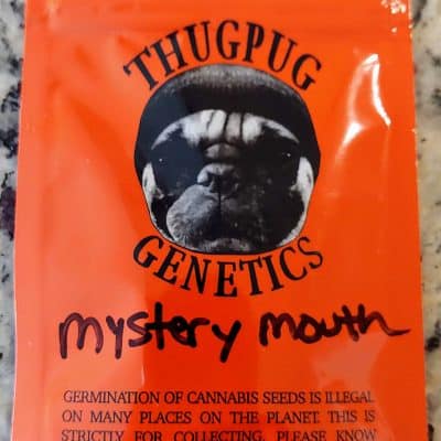 THUGPUG_GENETICS_MYSTERY_MOUTH_LUSCIOUS_GENETICS