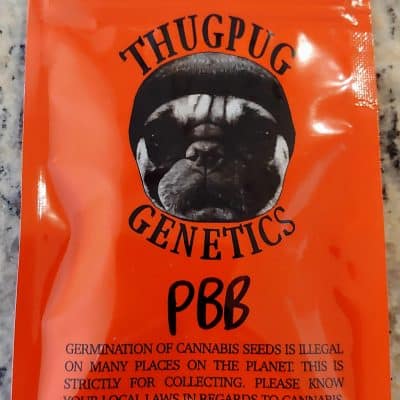 THUGPUG_GENETICS_PBB_LUSCIOUS_GENETICS