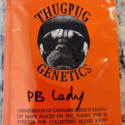 THUGPUG_GENETICS_PB_LADY_LUSCIOUS_GENETICS