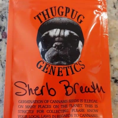THUGPUG_GENETICS_SHERB_BREATH_LUSCIOUS_GENETICS