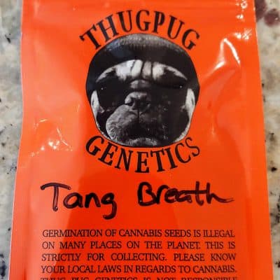 THUGPUG_GENETICS_TANG_BREATH_LUSCIOUS_GENETICS